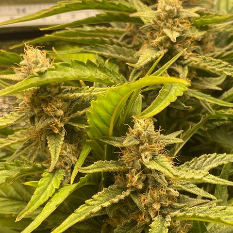 Orion F1 Auto #2 growlog timeline photo