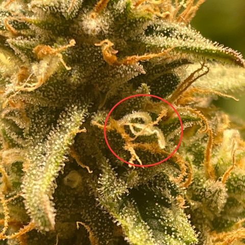 Orion F1 Auto #2 growlog timeline photo