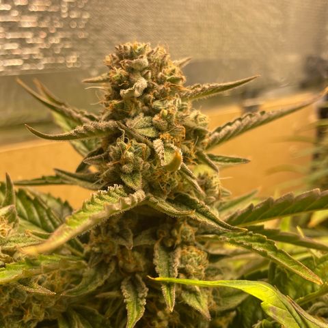 Orion F1 Auto #2 growlog timeline photo