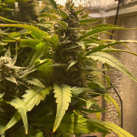 Orion F1 Auto #2 growlog timeline photo