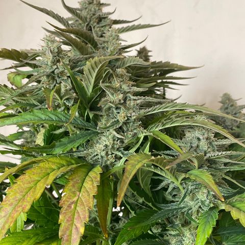 Orion F1 Auto #2 growlog timeline photo