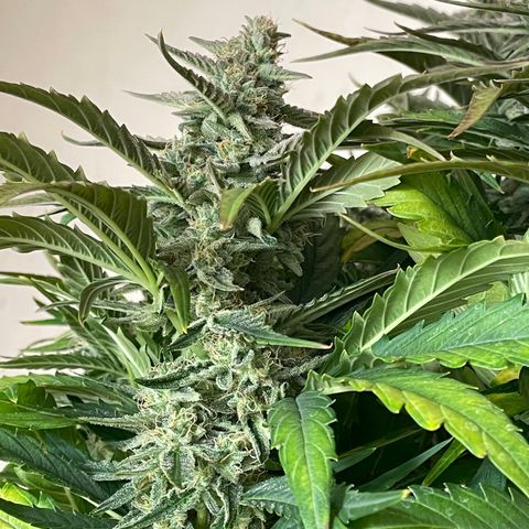 Orion F1 Auto #2 growlog timeline photo