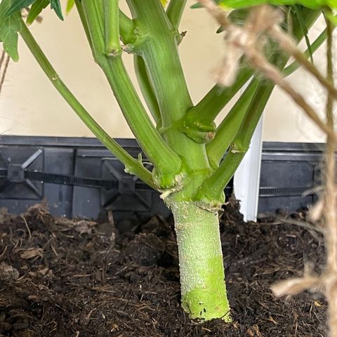 Orion F1 Auto #2 growlog timeline photo