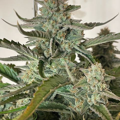 Orion F1 Auto #2 growlog timeline photo
