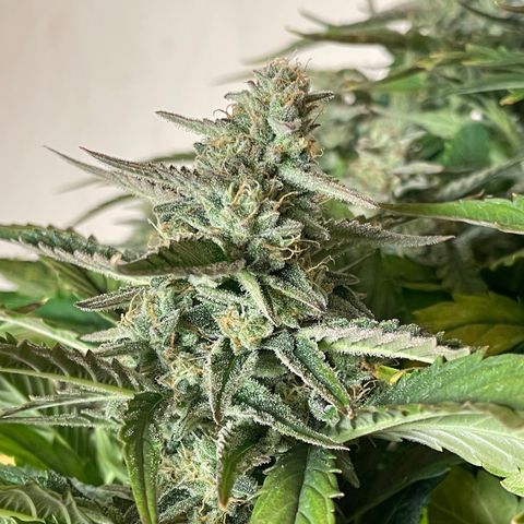 Orion F1 Auto #2 growlog timeline photo