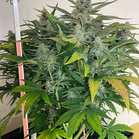 Orion F1 Auto #2 growlog timeline photo