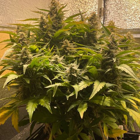 Orion F1 Auto #2 growlog timeline photo