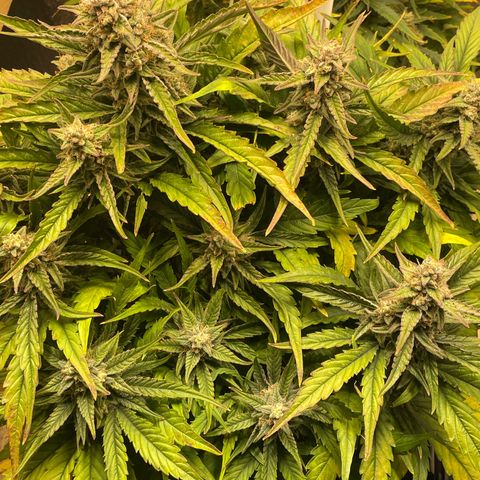 Orion F1 Auto #2 growlog timeline photo