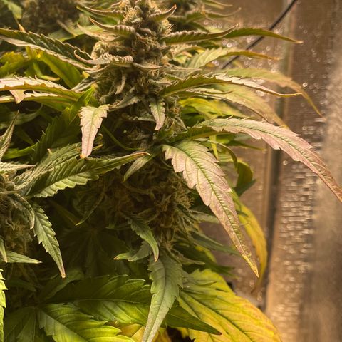 Orion F1 Auto #2 growlog timeline photo