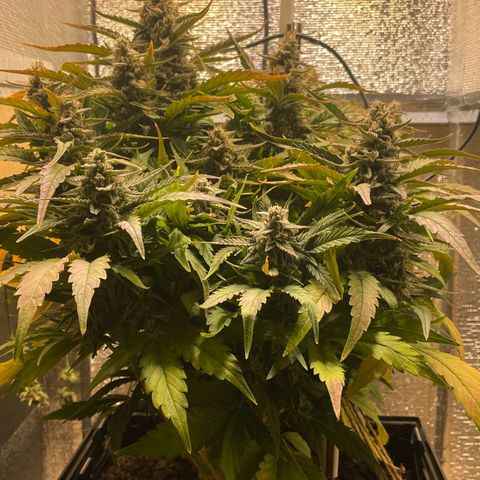 Orion F1 Auto #2 growlog timeline photo