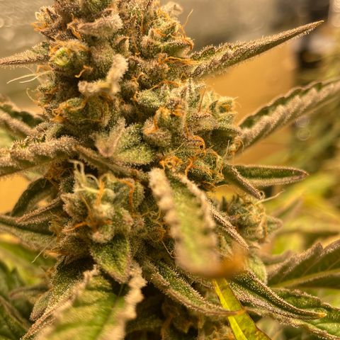 Orion F1 Auto #2 growlog timeline photo