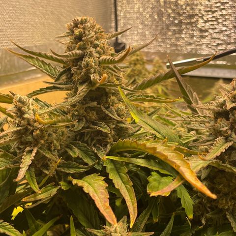 Orion F1 Auto #2 growlog timeline photo