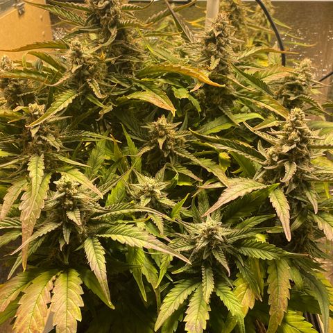 Orion F1 Auto #2 growlog timeline photo