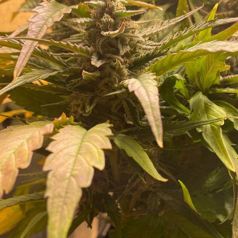 Orion F1 Auto #2 growlog timeline photo