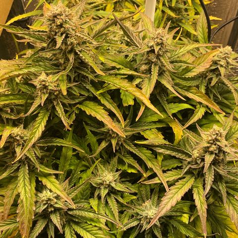 Orion F1 Auto #2 growlog timeline photo