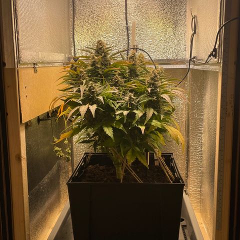 Orion F1 Auto #2 growlog timeline photo