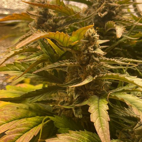 Orion F1 Auto #2 growlog timeline photo