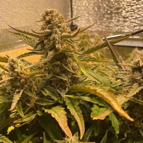 Orion F1 Auto #2 growlog timeline photo