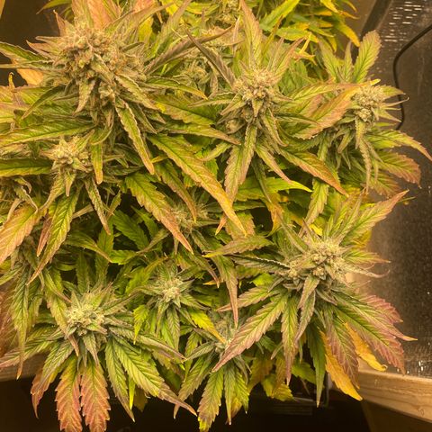 Orion F1 Auto #2 growlog timeline photo