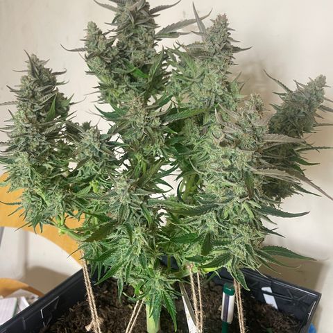 Orion F1 Auto #2 growlog timeline photo