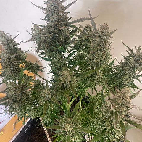 Orion F1 Auto #2 growlog timeline photo