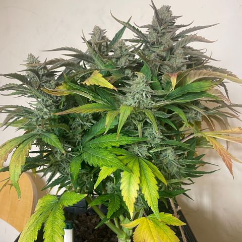 Orion F1 Auto #2 growlog timeline photo