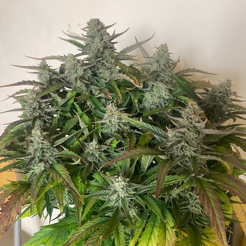 Orion F1 Auto #2 growlog timeline photo