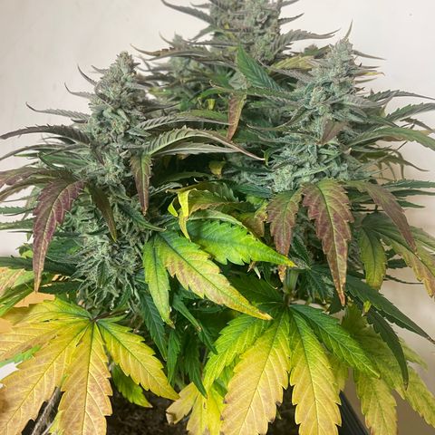 Orion F1 Auto #2 growlog timeline photo