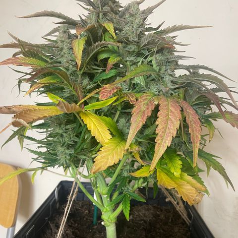 Orion F1 Auto #2 growlog timeline photo