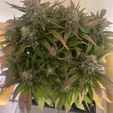 Orion F1 Auto #2 growlog timeline photo
