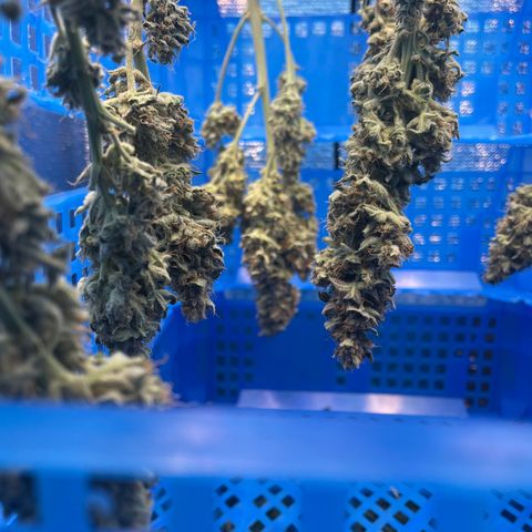 Orion F1 Auto #2 growlog timeline photo