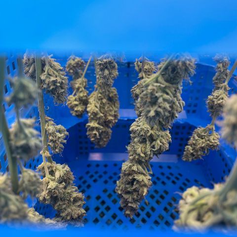 Orion F1 Auto #2 growlog timeline photo