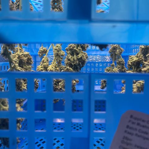 Orion F1 Auto #2 growlog timeline photo
