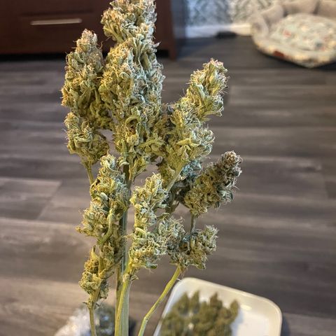 Orion F1 Auto #2 growlog timeline photo