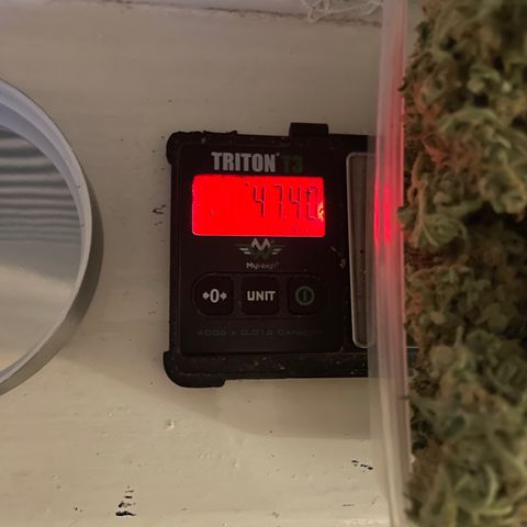 Orion F1 Auto #2 growlog timeline photo