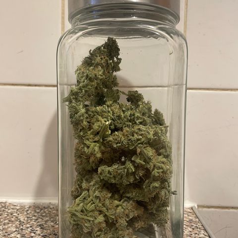 Orion F1 Auto #2 growlog timeline photo