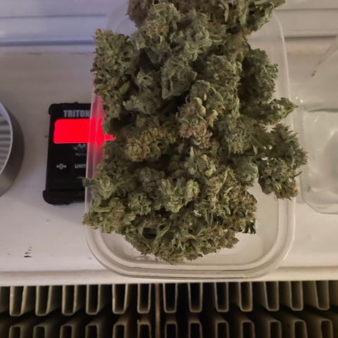 Orion F1 Auto #2 growlog timeline photo