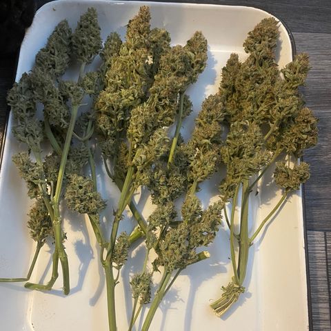 Orion F1 Auto #2 growlog timeline photo