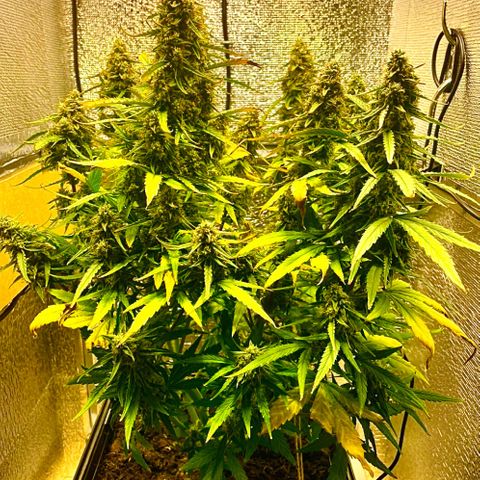 Orion F1 Auto #1 growlog in Cured