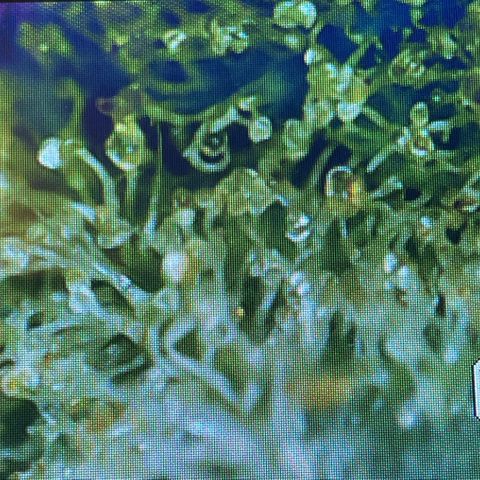 Orion F1 Auto #2 growlog timeline photo