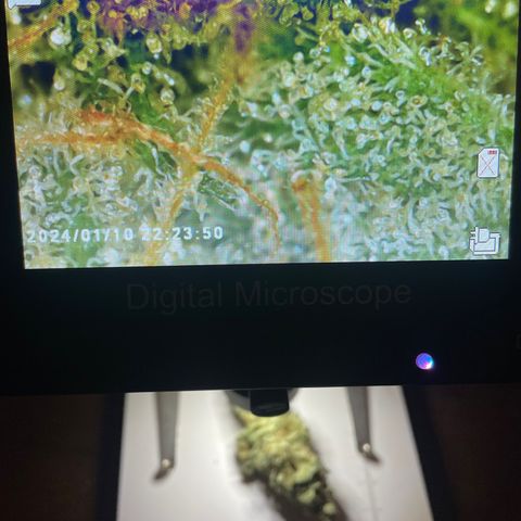 Orion F1 Auto #2 growlog timeline photo