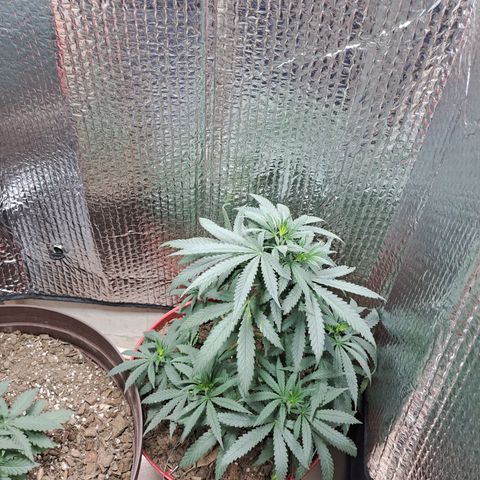TB4 growlog timeline photo