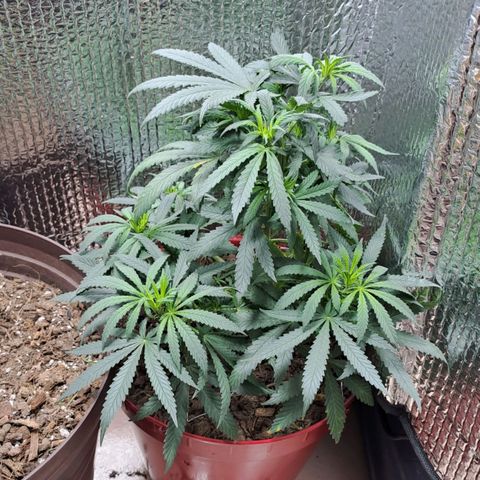 TB4 growlog photo: Mejoro mucho en su maceta más grande , por cuestion de que no puedo tener una planta más grande , será su maceta final.