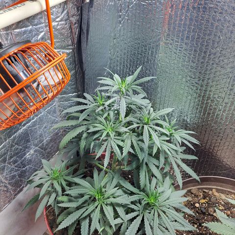 TB4 growlog timeline photo