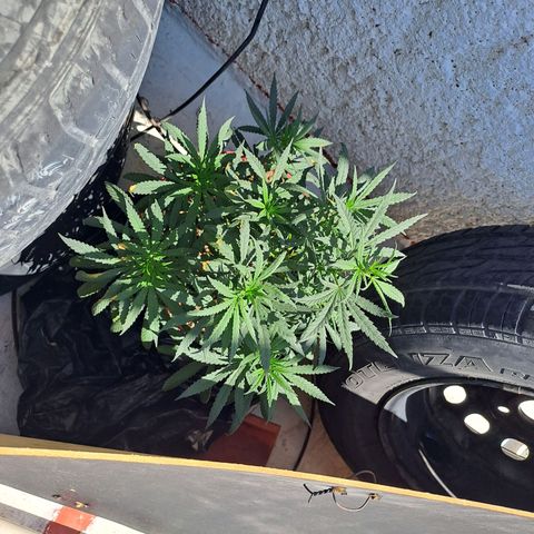 TB4 growlog timeline photo