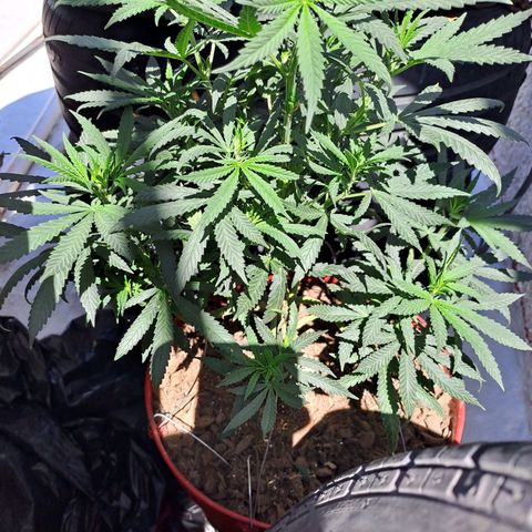 TB4 growlog timeline photo