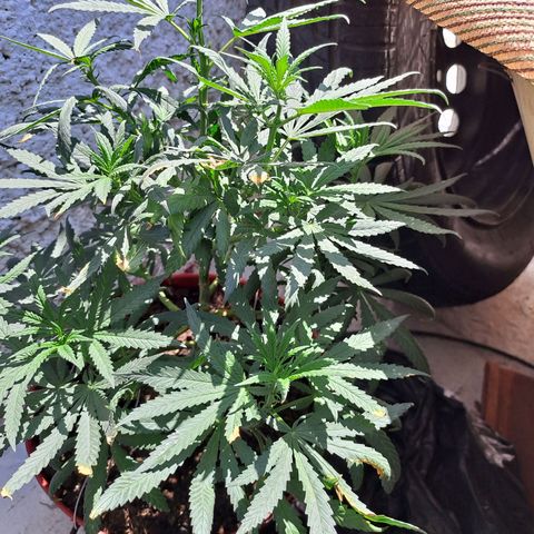 TB4 growlog timeline photo