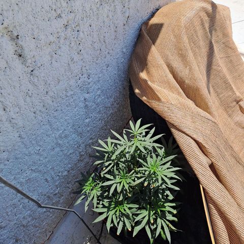 TB4 growlog timeline photo