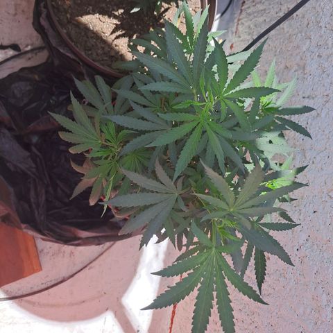 TB4 growlog timeline photo
