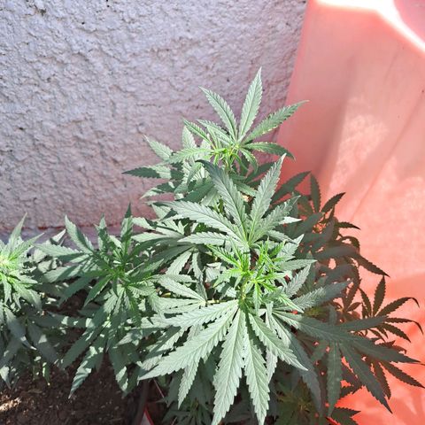 TB4 growlog timeline photo